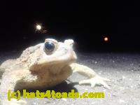 /home//u458753944/public_html/sourcegallery//Roxborough Toad Detour/2026/2026-03-22/P3221578.JPG